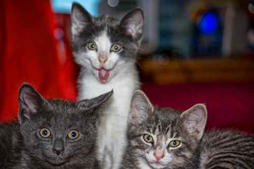 Three Cats